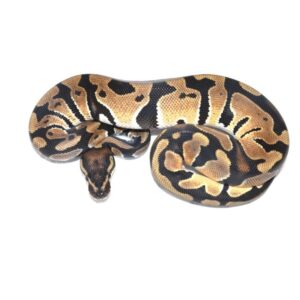 Male. Orange dream het tri stripe $700