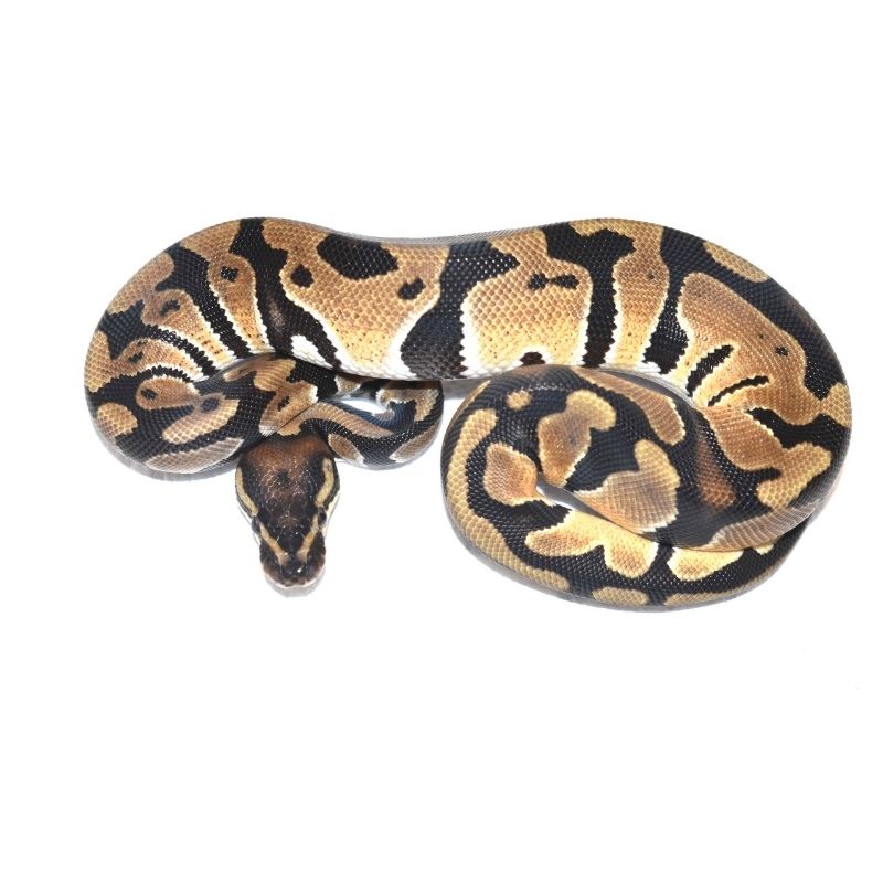 Male. Orange dream het tri stripe $700