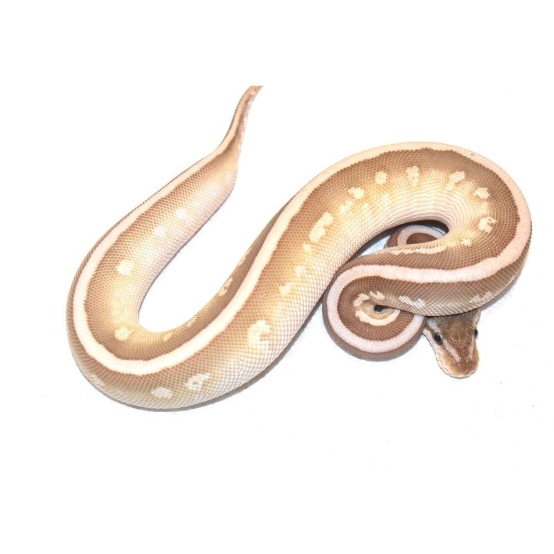 Female. Soul sucker 66% het puzzle $1000