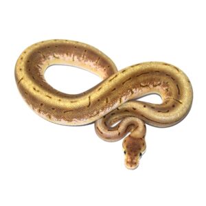 Female. Spinner puzzle $3000
