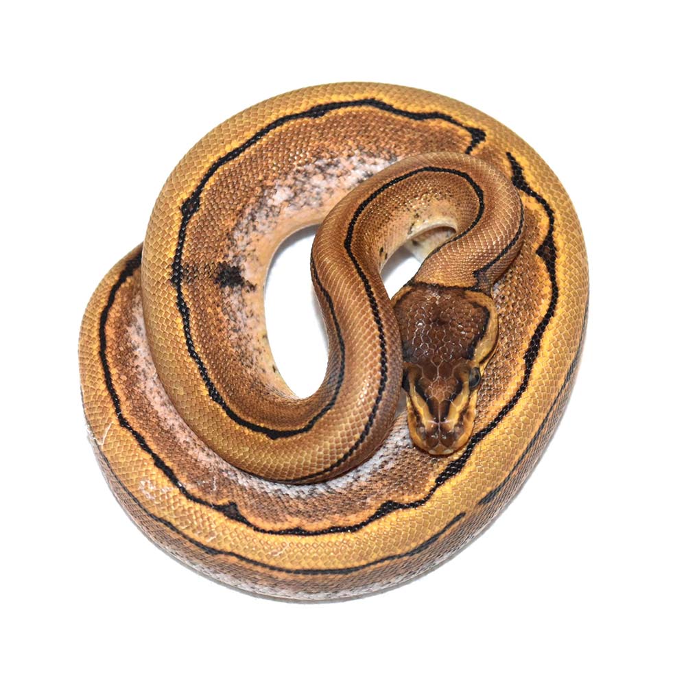 Male. Pinstripe calico het puzzle $1250