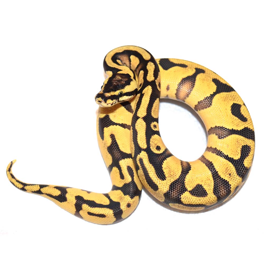 Male. Pastel yellow belly enchi het pied $400