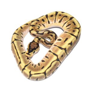Male. Spider puzzle $2000